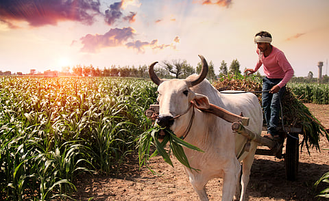 Eating local and seasonal foods can reduce a bit of the climate burden, and also be healthier and more sustainable way to connect with local farmers and traditional food practices.