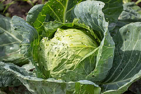 The worms in cabbage may become invisible to the naked eyes and therefore proper cleaning becomes imperative. 