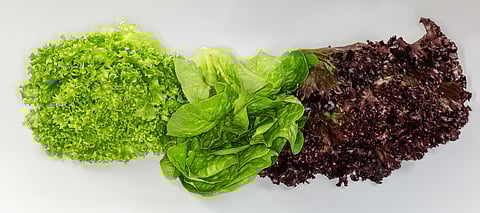 Lettuce is naturally low in calories, fat, and sodium. It is rich in fiber, iron, folate, and vitamin C.