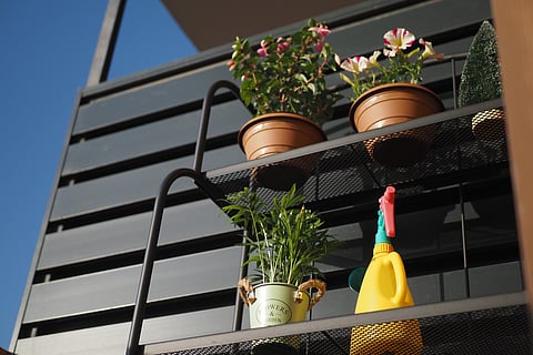 5 Low-Maintenance Flowers to Try This Spring 