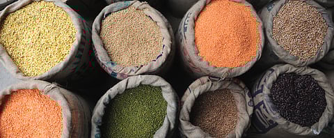 Soaking makes lentils more digestible and improves nutrition absorption. 