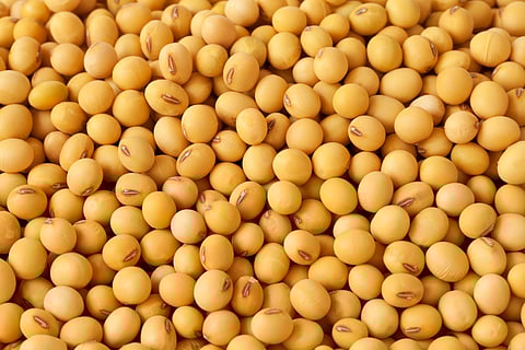 Soybeans are also called ‘vegetarian meat’ as they have high quality protein.