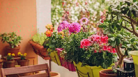 Colourful spring flowers growing on a sunny balcony during the spring season in India