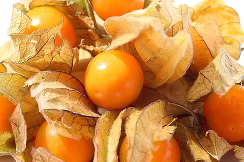 Cape gooseberries are not only delicious but also have several health benefits.