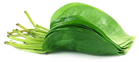 Betel leaf is rich in antioxidants and flavonoids, which may help in supporting blood sugar control.