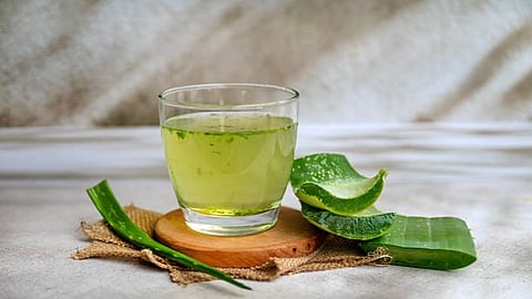 Aloe vera supports gut health significantly. A healthy digestive system plays crucial role in effective blood sugar management. 