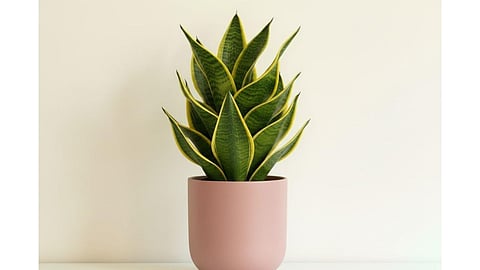 The Snake Plant can be placed inside homes for a minimalist indoor setting.
