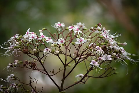 Best plants for Summers