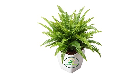 These beautiful, low-maintenance plants are safe for your kids and pets.