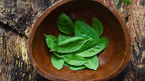 You can consume Shatavari in the form of a jam that is available in the market, or also consume Shatavari tea once a day. 