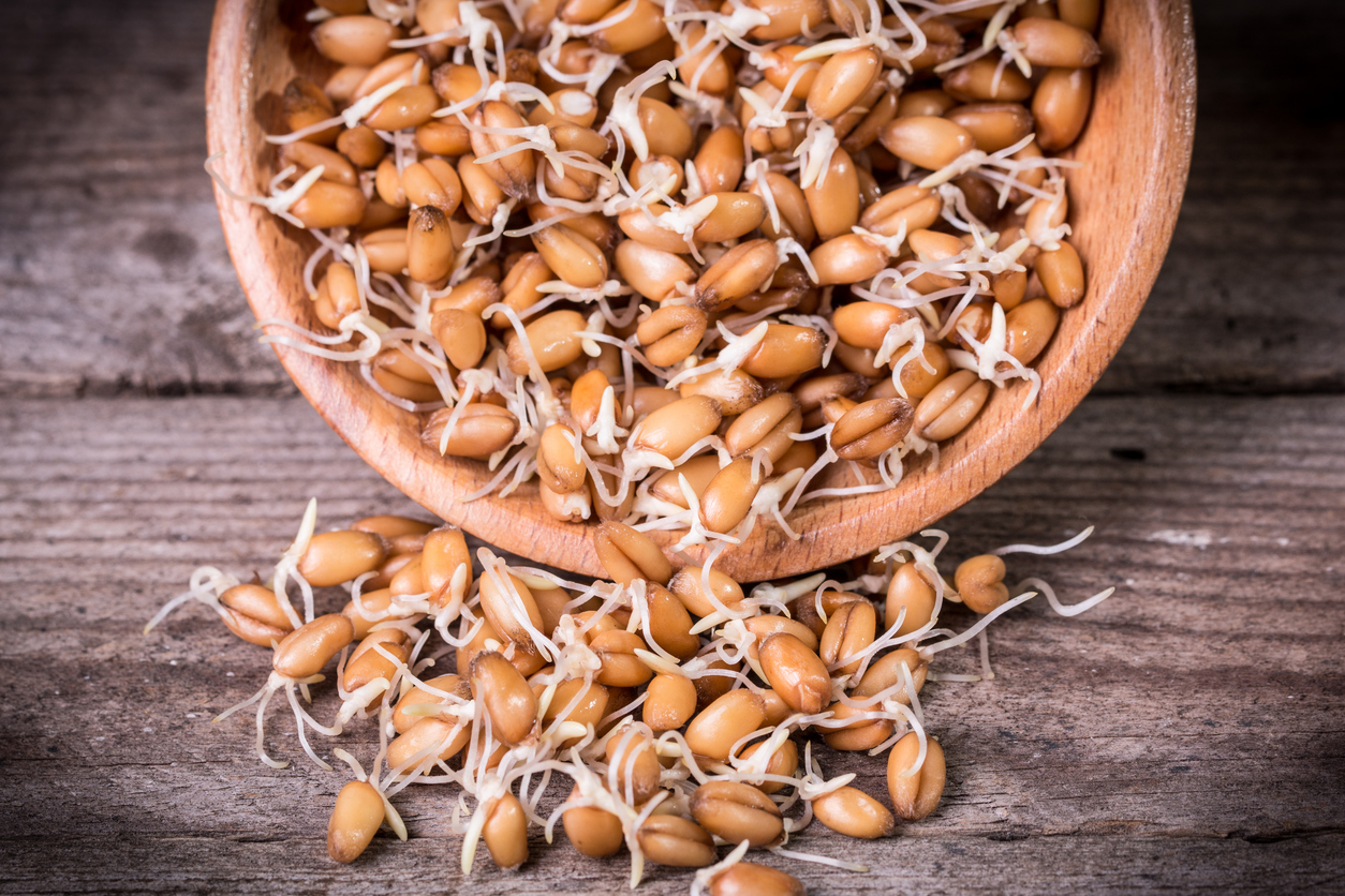 Sprouted wheat is easier to digest because the sprouting process converts starches into simpler forms and proteins into amino acids.