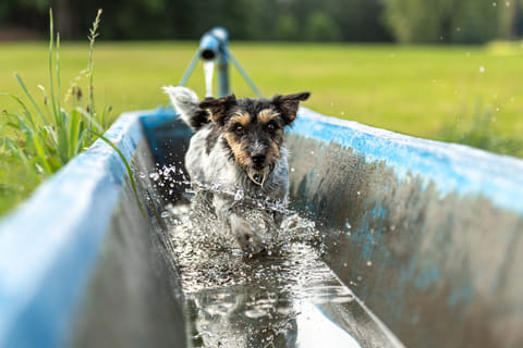 How to protect stray animals from heatwave