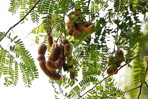 Tamarind isn’t just tangy, but it’s a nutrient-rich fruit with powerful health perks.