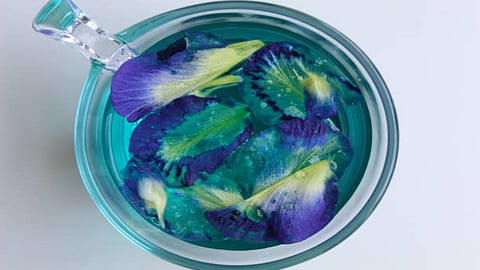 Blue flower tea extract can also help in improving antioxidant levels and influence blood sugar and insulin response that can reduce the risk of developing diabetes. 