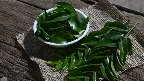 Curry leaves can support healthy hair growth as they contain essential vitamins and antioxidants that can enhance scalp health. 