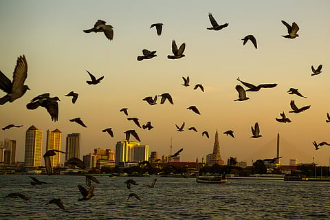 Tracing Thai-Indian Roots and Modern Migration Choices