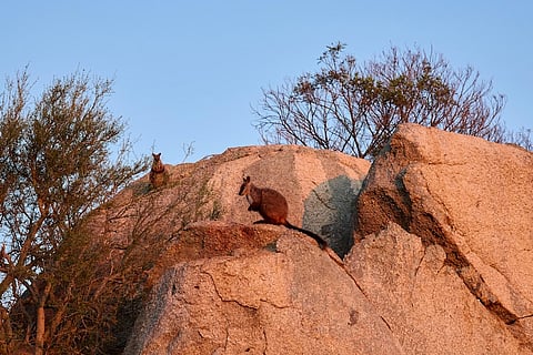The southern brush-tailed rock-wallabies were genetically screened in Victoria before being transported to the ACT. (Supplied: Odonata Foundation)