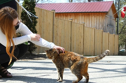 NT Tackles Vet Shortage by Training High School Students