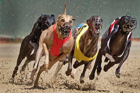 Greyhound Racing 