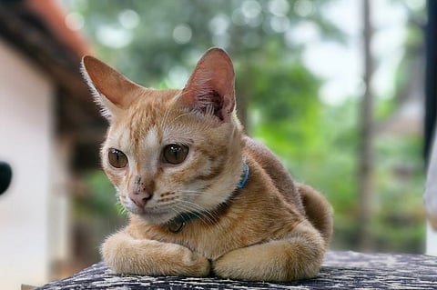 City of Melville Introduces New Cat Ownership Law