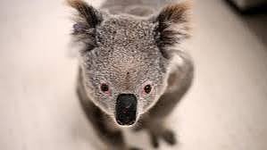 കോലകൾക്കുള്ള ക്ലമീഡിയ വാക്സിൻ ഓസ്‌ട്രേലിയ അംഗീകരിച്ചു