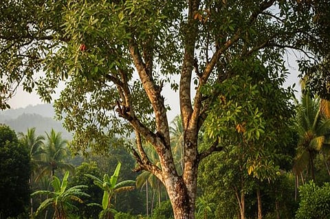 Kerala Cabinet Approves Bill to Sandalwood Felling on Private Land