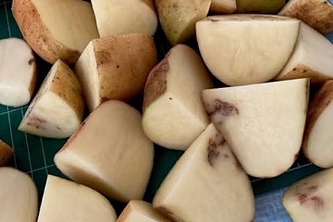 മുറിച്ച ഉരുളക്കിഴങ്ങിലെ PMTV യുടെ ലക്ഷണങ്ങൾ