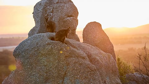 ഓസ്ട്രേലിയയിൽ വംശനാശഭീഷണി നേരിടുന്ന ജീവികളെ സംരക്ഷിക്കാൻ ആമസോൺ 