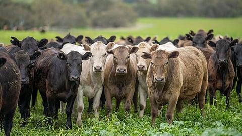 ഓസ്‌ട്രേലിയൻ ബീഫ് കർഷകർക്ക് അപ്രതീക്ഷിത നേട്ടം