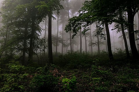 australia-rain-forest