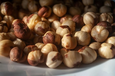 Tasmania Hazelnut Production Shortage