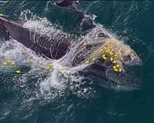 ഷാർക്കിന്റെ വലയിൽ ഹമ്പ്ബാക്ക് തിമിംഗലത്തെ ചത്ത നിലയിൽ കണ്ടെത്തിയത് 