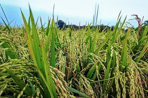 ന്യൂ സൗത്ത് വെയിൽസിലെ വേനൽക്കാല നെൽകൃഷി