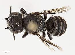 SA യിൽ പുതിയ തേനീച്ച ഇനത്തെ കണ്ടെത്തി 