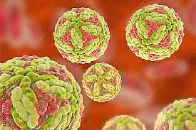 ഓസ്‌ട്രേലിയയിൽ ആദ്യമായി ജാപ്പനീസ് എൻസെഫലൈറ്റിസ് കണ്ടെത്തി