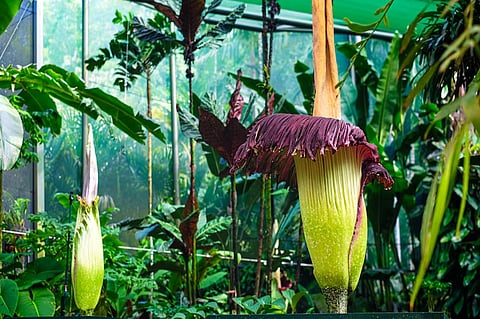 Titan Arums Bloom at Cairns Botanic Gardens