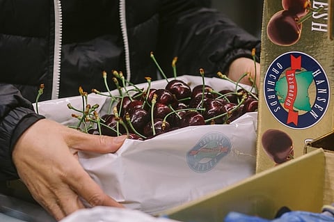 Tasmanian Premium Cherries