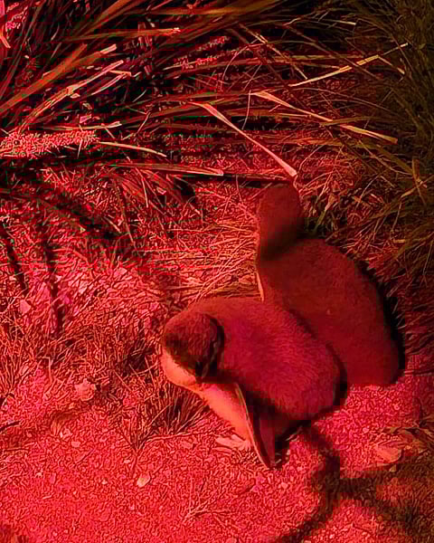 പെൻ​ഗ്വിൻ കുഞ്ഞുങ്ങളെ ശല്യപ്പെടുത്തിയതായി ആരോപണം 


