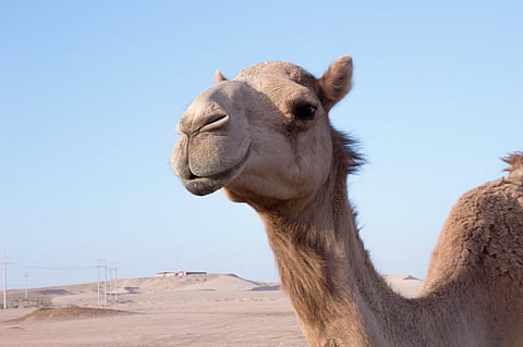 Camel