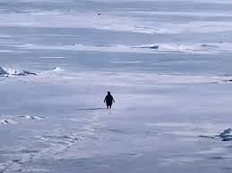 മഞ്ഞിനിടയിലൂടെ ഒറ്റയ്ക്ക് നടന്നകലുന്ന പെൻഗ്വിൻ!