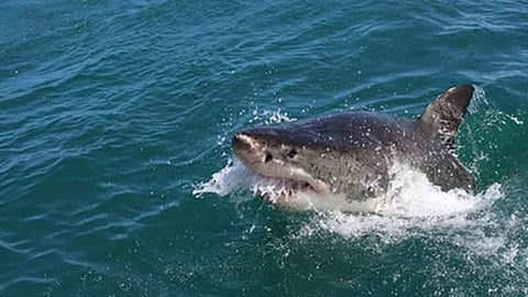 48 മണിക്കൂറിൽ സ്രാവുകൾ കടിച്ച് കീറിയത് 4 പേരെ