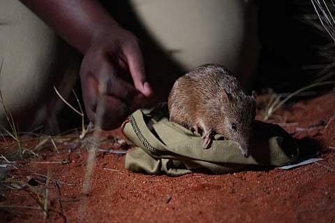 ഗോൾഡൻ ബാൻഡിക്കൂട്ട്