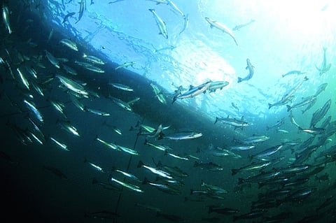 Tasmania's salmon farms