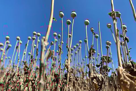 രഹസ്യ ഫാമിൽ നിന്ന് 1700 വിഷ പോപ്പി ചെടികൾ മോഷണം പോയി