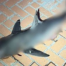 സിഡ്‌നിയുടെ പ്രാന്തപ്രദേശത്ത് സ്രാവിനെ കണ്ടെത്തി 