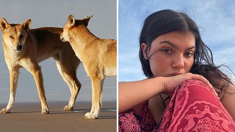 കനേഡിയൻ ബാക്ക്‌പാക്കറിന്റെ  മരണം: ഡിംഗോ ആക്രമണം മൂലം 