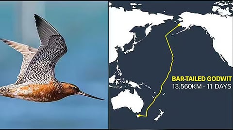 പ്രായം നാല് മാസം; 11 ദിവസം കൊണ്ട് നിലം തൊടാതെ 13560 കിമീ പറന്ന് ബി6