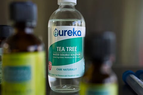 ഓസ്‌ട്രേലിയൻ ടീ ട്രീ ഓയിൽ വ്യവസായം ഭീഷണിയിൽ; യൂറോപ്യൻ യൂണിയൻ നിരോധനത്തിന് ഒരുങ്ങുന്നു

