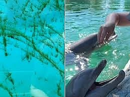 വന്യജീവി സങ്കേതത്തിലെ ആൽഗ നിറഞ്ഞ ടാങ്കുകൾ