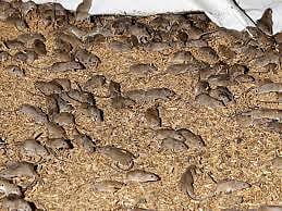 സൗത്ത് ഓസ്‌ട്രേലിയയിൽ മൗസ് പ്ലേ​ഗ് പടരുന്നു